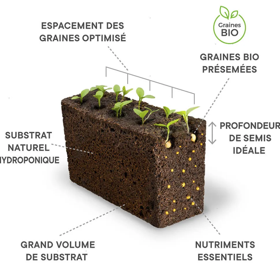 Lingot Pak Choï BIO - VERITABLE