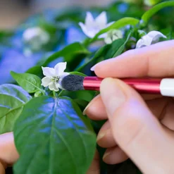 Pinceau de pollinisation - VERITABLE